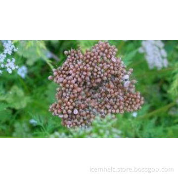 Chinese Herbal Extract 10% 20% 35% Osthole , CAS NO. 484-12